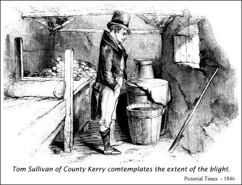 Tom Sullivan of County Kerry contemplates the extent of the blight.